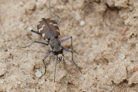 basterdzandloopkever