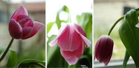 Tulpen drieluik