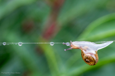 Snail on a wire