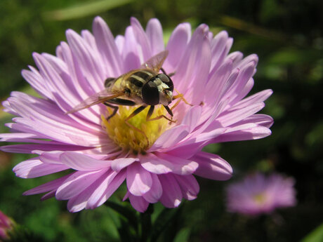 Bij met Herfst Aster