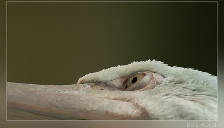 Pelican eye - II