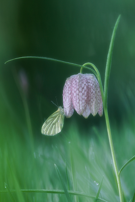 Springtime Romance