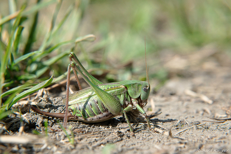 Wrattenbijter (Decticus verrucivorus)