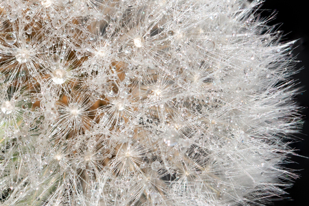 Paardenbloem close-up - Focusstack van een close-up opname van een paardenbloem - foto door RBvandaag op 12-05-2019 - deze foto bevat: macro, bloem, lente, natuur, druppel, tuin, paardenbloem, dauw