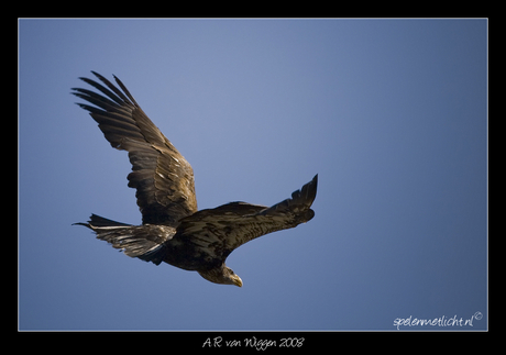 Arend in de (v)lucht