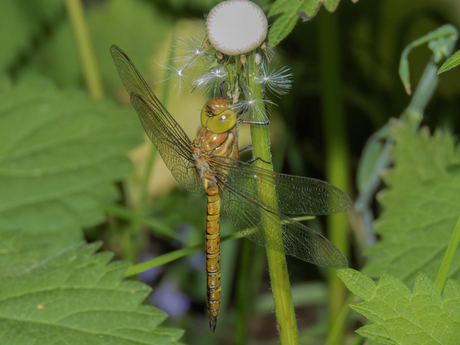 Beautiful DragonFly