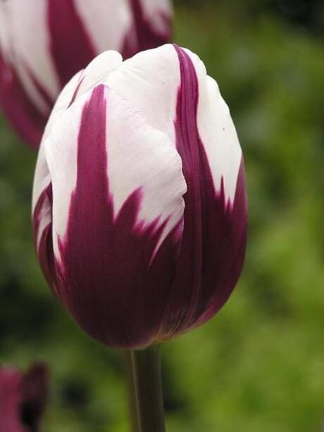 Tulp