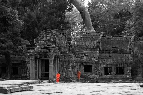 Monikken in Ankor Wat