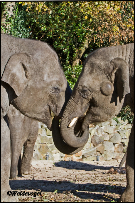 2 olifanten 2