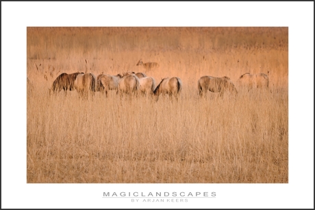 savanne in de polder