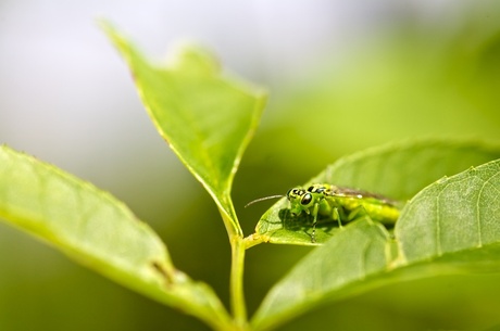 green wasp