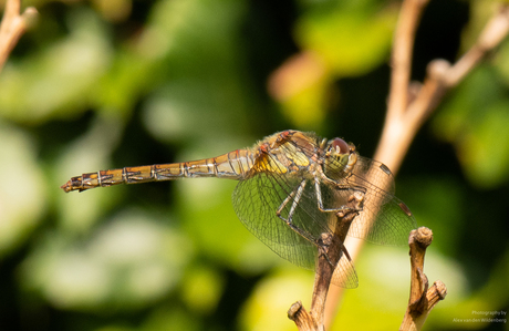 Dragonfly