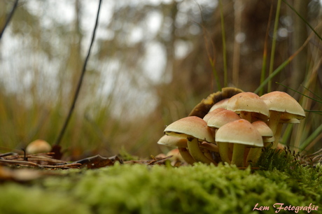 Paddestoelen