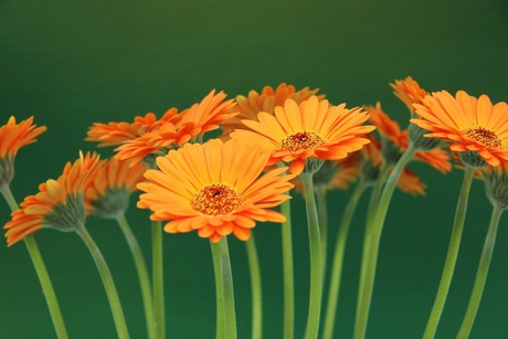 Gerbera's