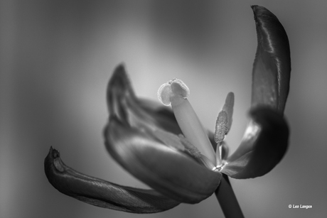 Tulp in zwart wit.