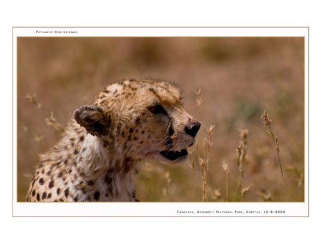 Cheetah Serengeti Tanzania
