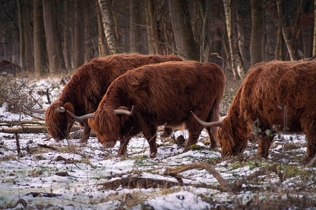 Schotse Hooglanders in winters bos