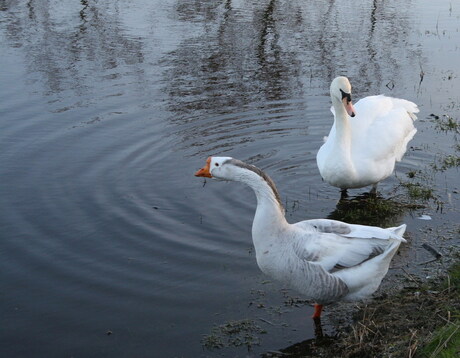 Grote vogels