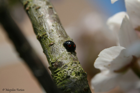 Black Ladybird