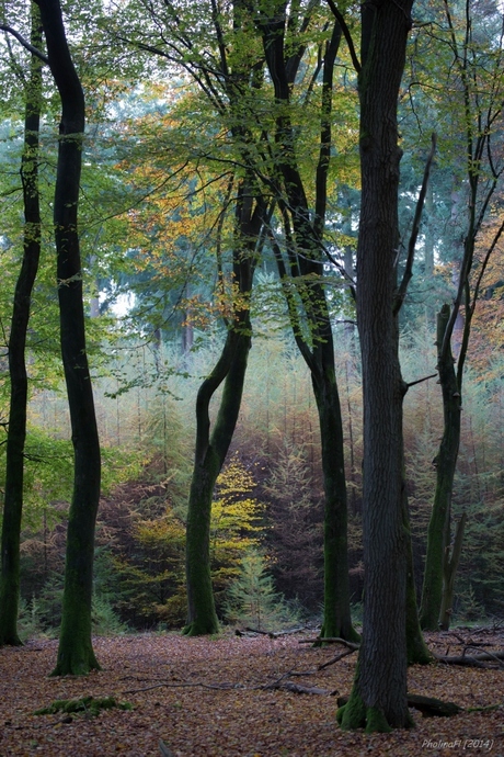 Het bos van de dansende bomen