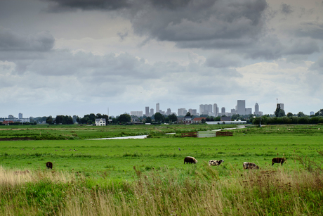 Skyline van Rotterdam