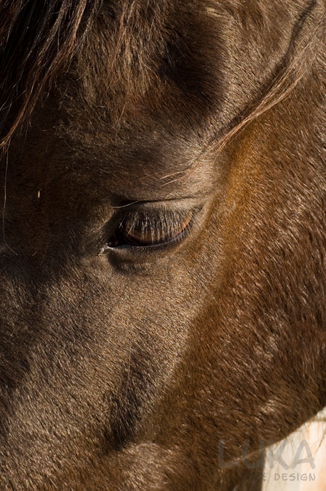 0083 - Horse's eye