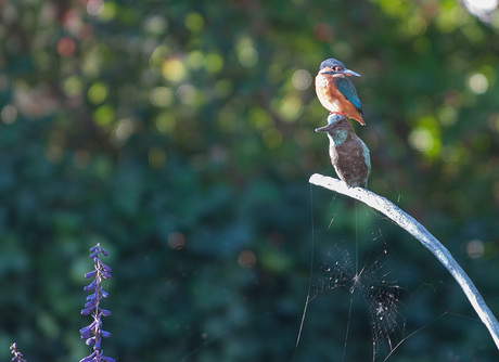 IJsvogel in control