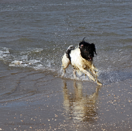 zeehond