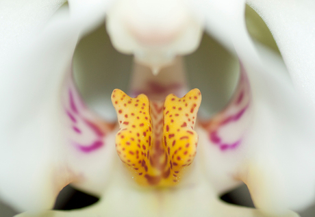 Orchidee