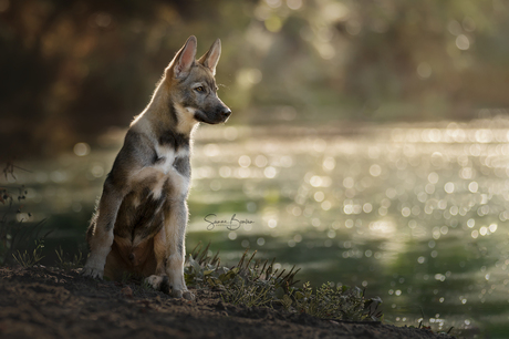 Pup aan het meer