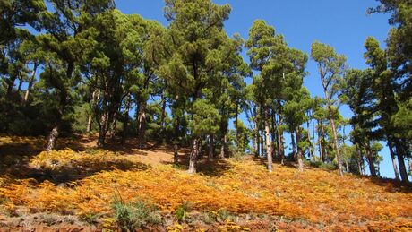 trees in La Palma