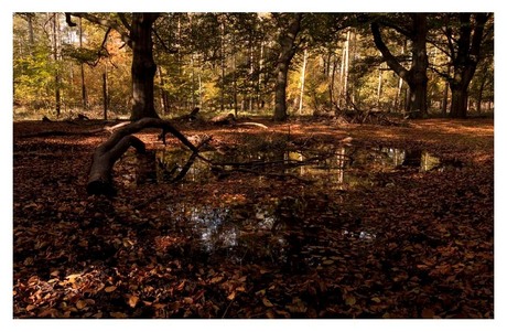 Het Bos