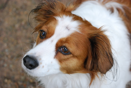 Kooikerhondje