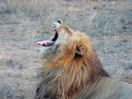 Aan het einde van een warme dag in Zuid-Afrika