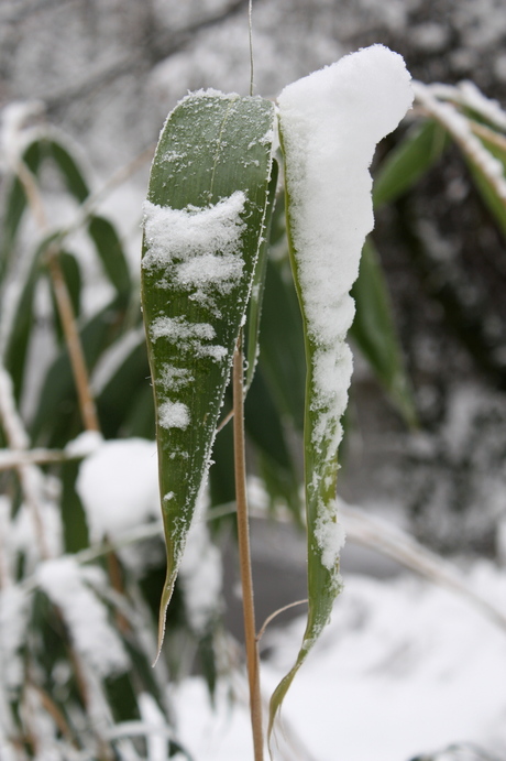 wintertakje