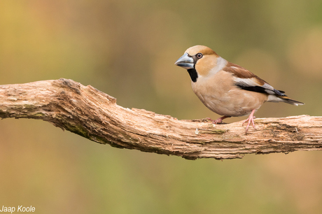 Appelvink