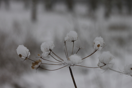 winterlandschap