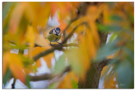 Herfst!