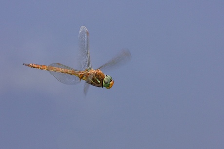 Vliegende libelle