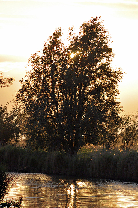 Boom Oostvaardersplassen