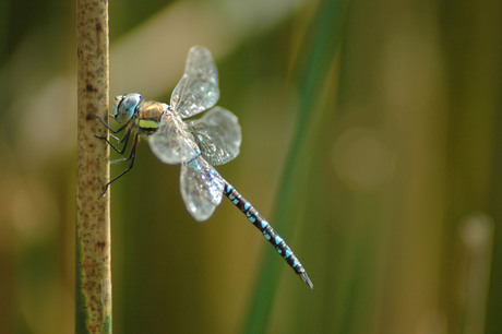 Paardenbijter (Aeshna mixta)