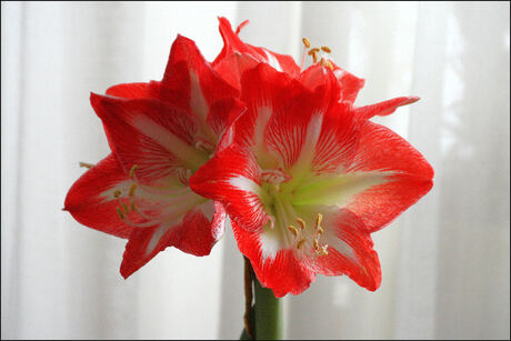 Amaryllis