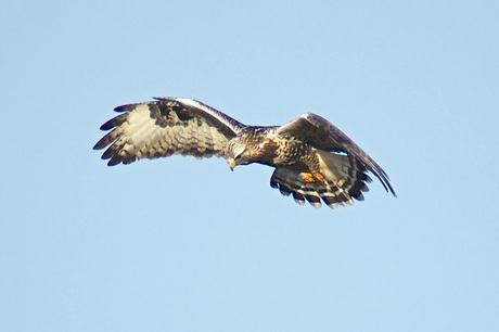 Ruigpootbuizerd