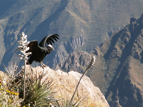 Condor