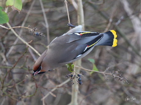 pestvogel