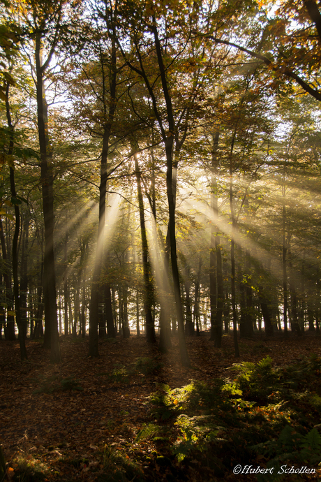 Rays of light