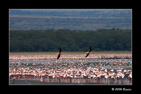 Flamingo's op Lake Nakuru