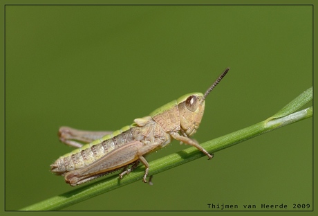 vleugelloze sprinkhaan