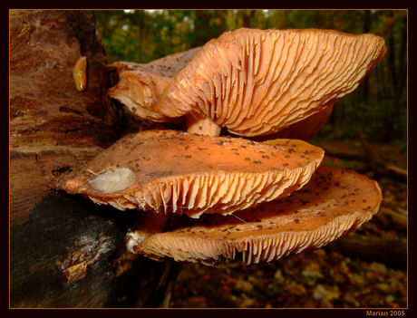 Flat in het bos