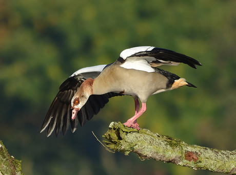 Oeps toch wel hoog...